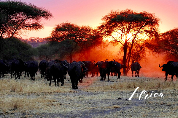africa_m