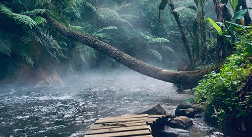 Amazon Rainforest_3