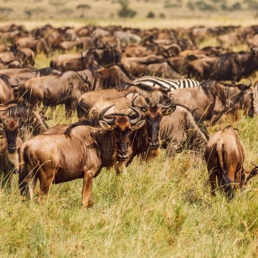 Wildebeest herd during the Great Migration in Serengeti National Park, Tanzania – iconic African wildlife experience