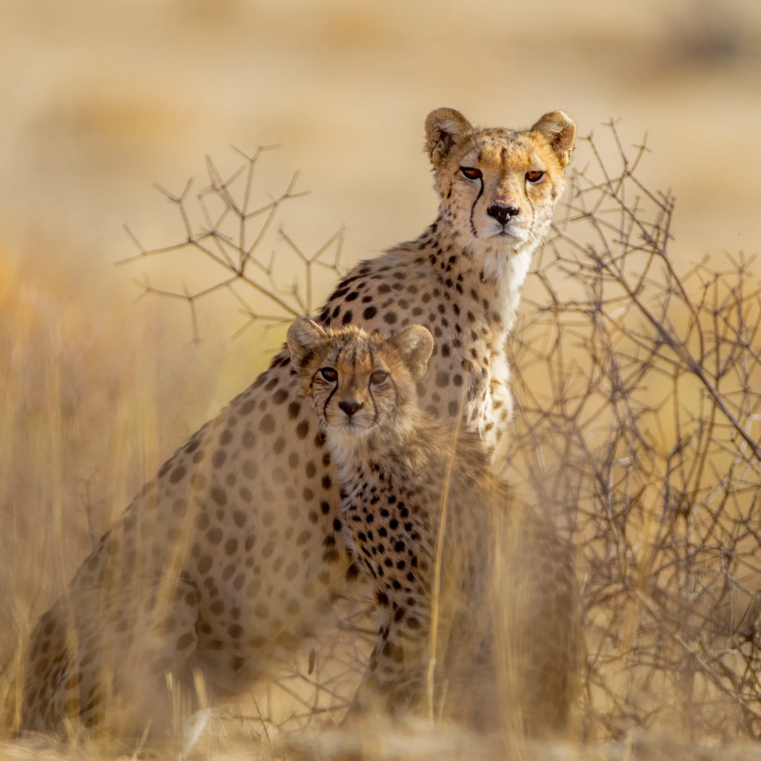Cheetah on hidden safari trail, offbeat wildlife journey in Tanzania