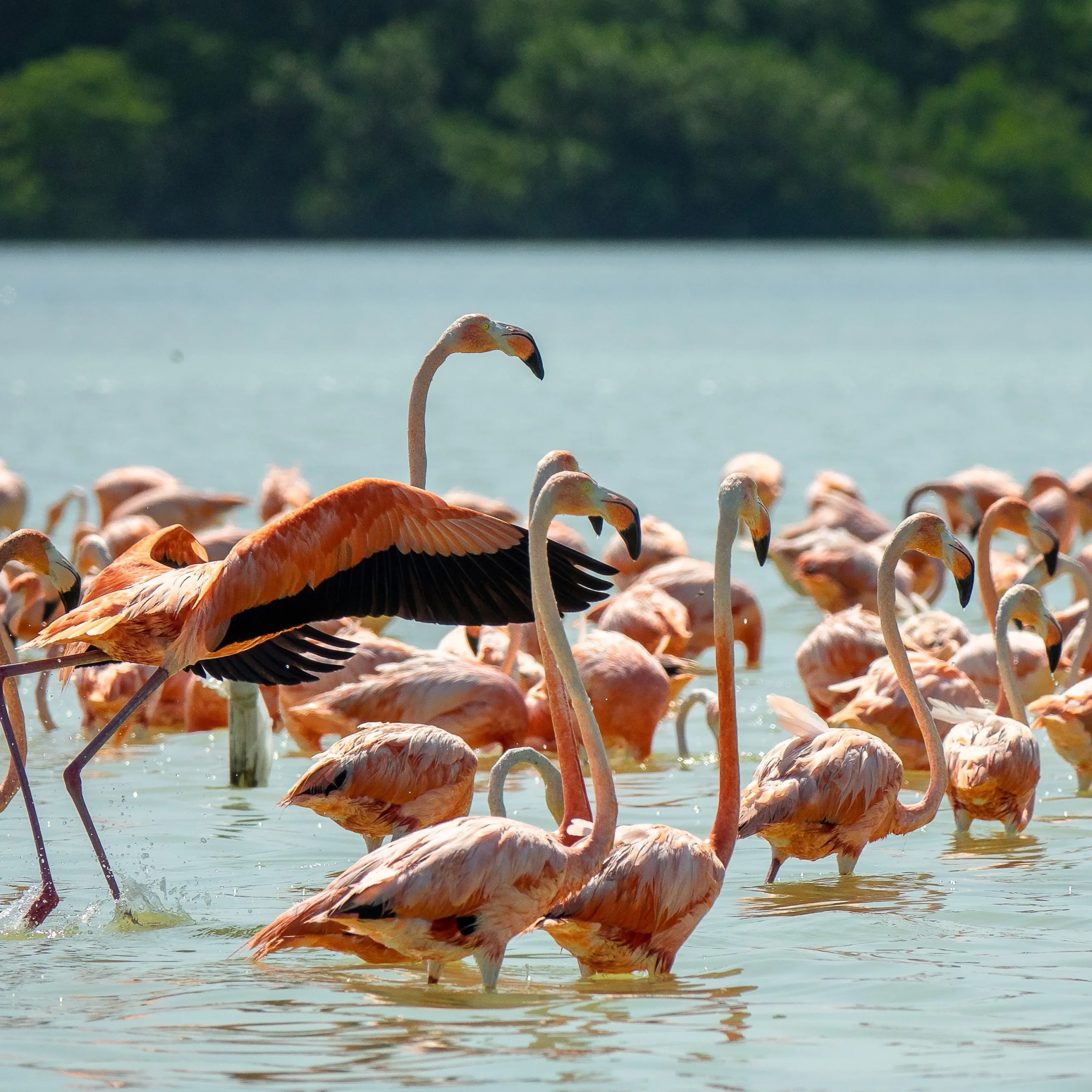 Pink flamingos in Tanzania - safari and beach combo holiday experience
